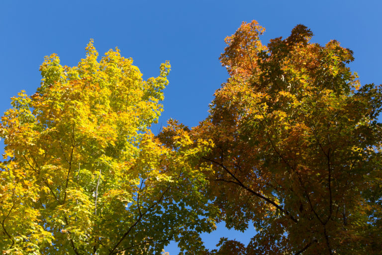 Changing Foliage Against a Bright Blue Sky