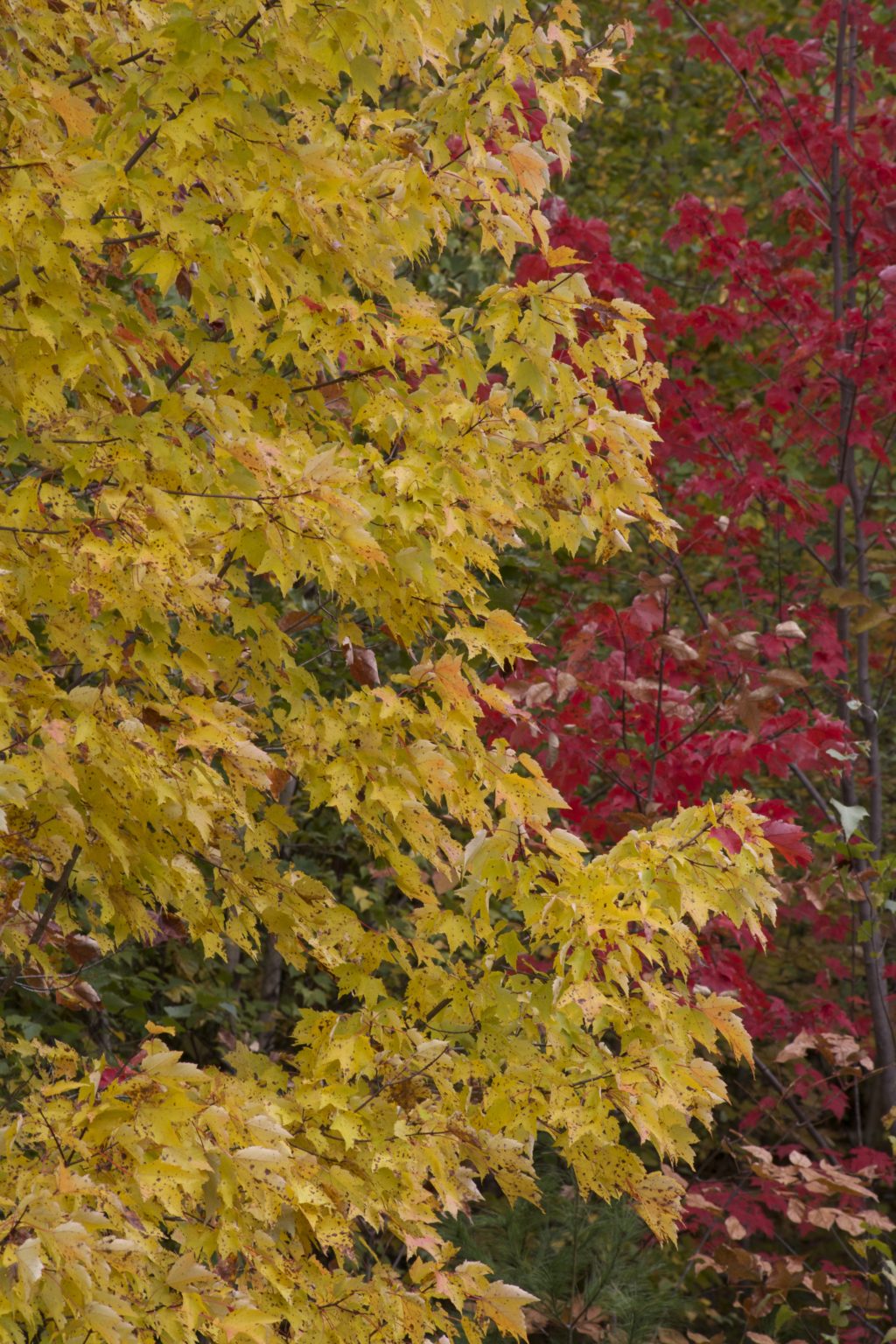 Yellow and Red Fall Foliage
