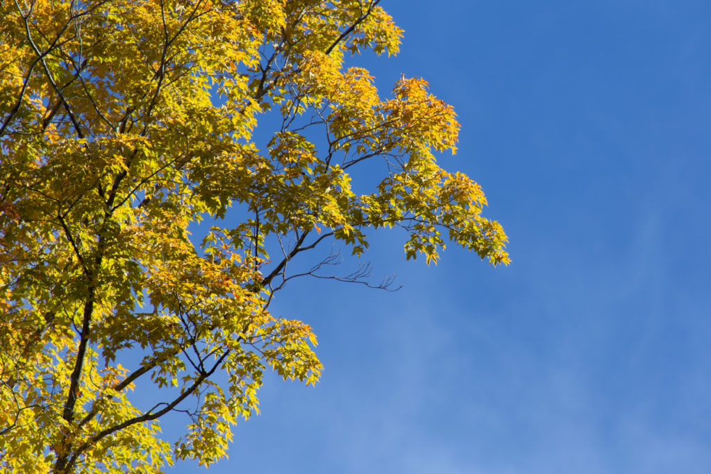 Fall Tree Against Blue Sky