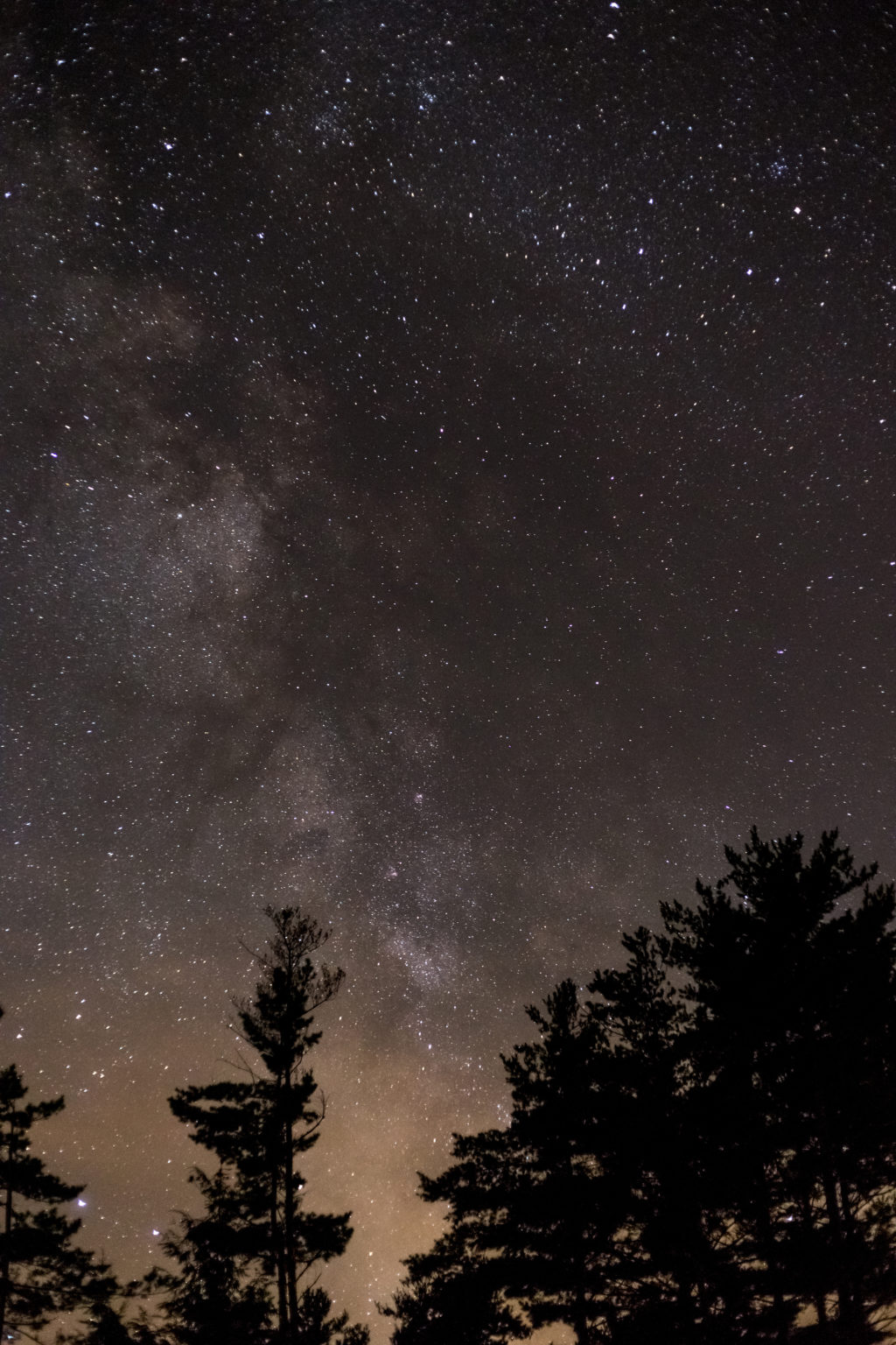 Dark Pine Tree Silhouettes Against Milky Way