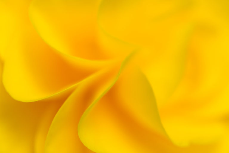 Waves of Yellow Petals
