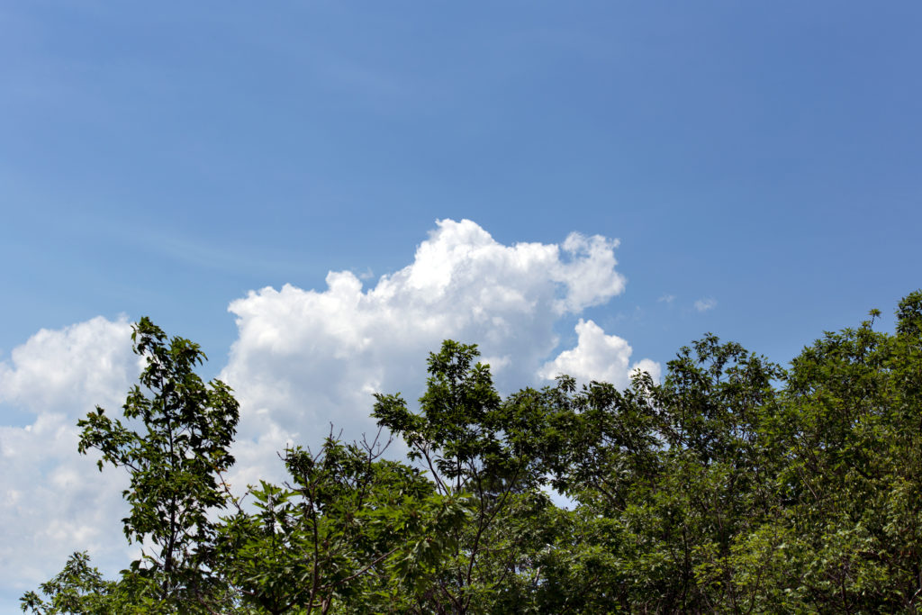 Blue Sky, White Clouds, Green Treetops