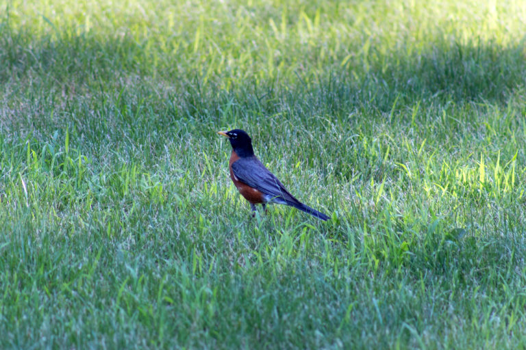 Robin in Lawn