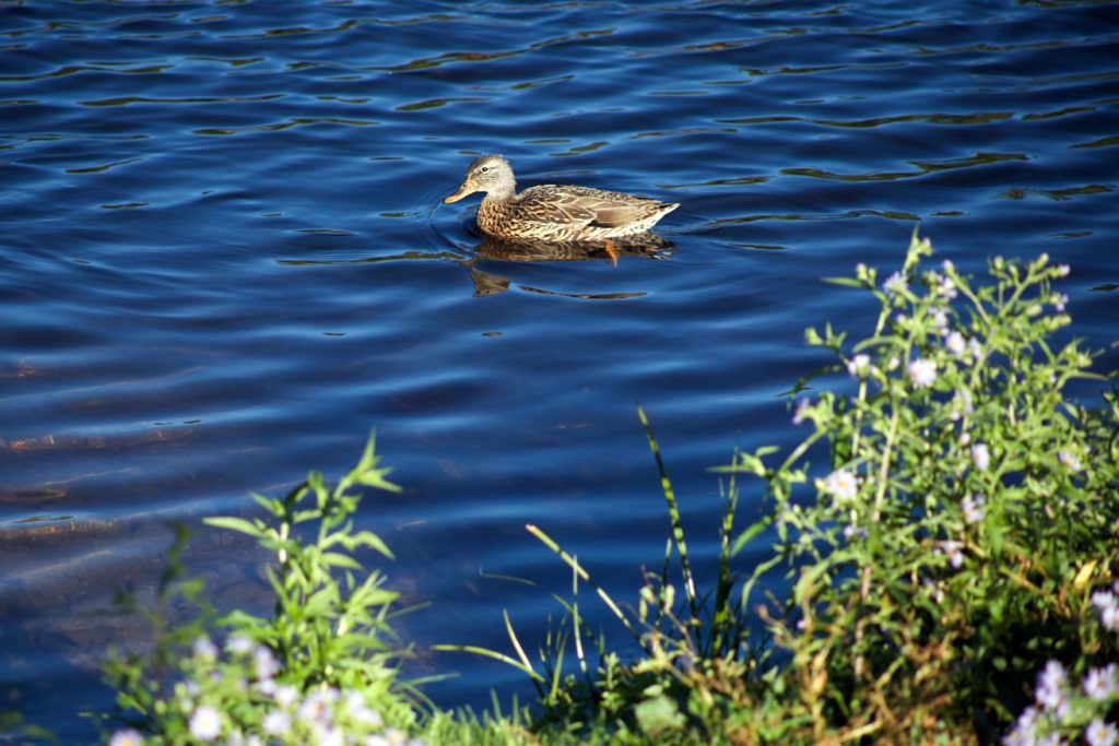Duck on Pond