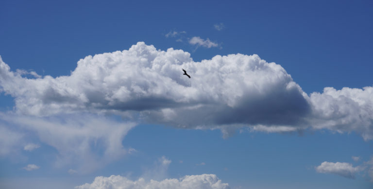 Bird Flying in the Clouds