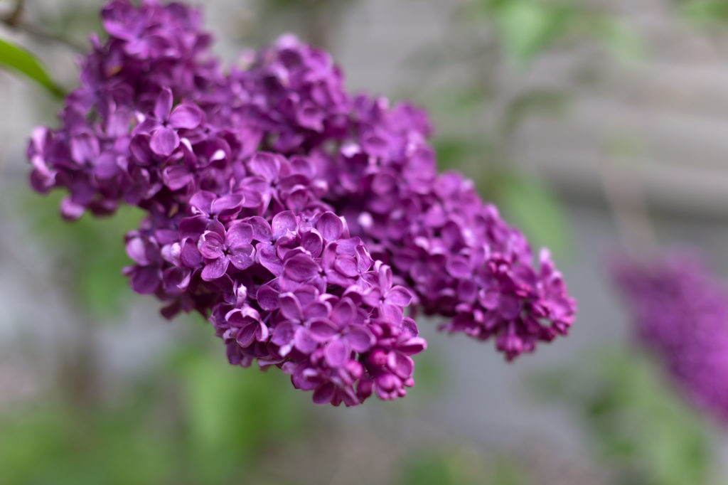 Vibrant Purple Lilacs