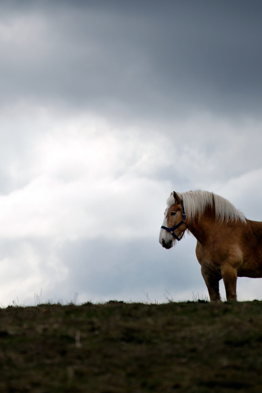 Majestic Horse in Field