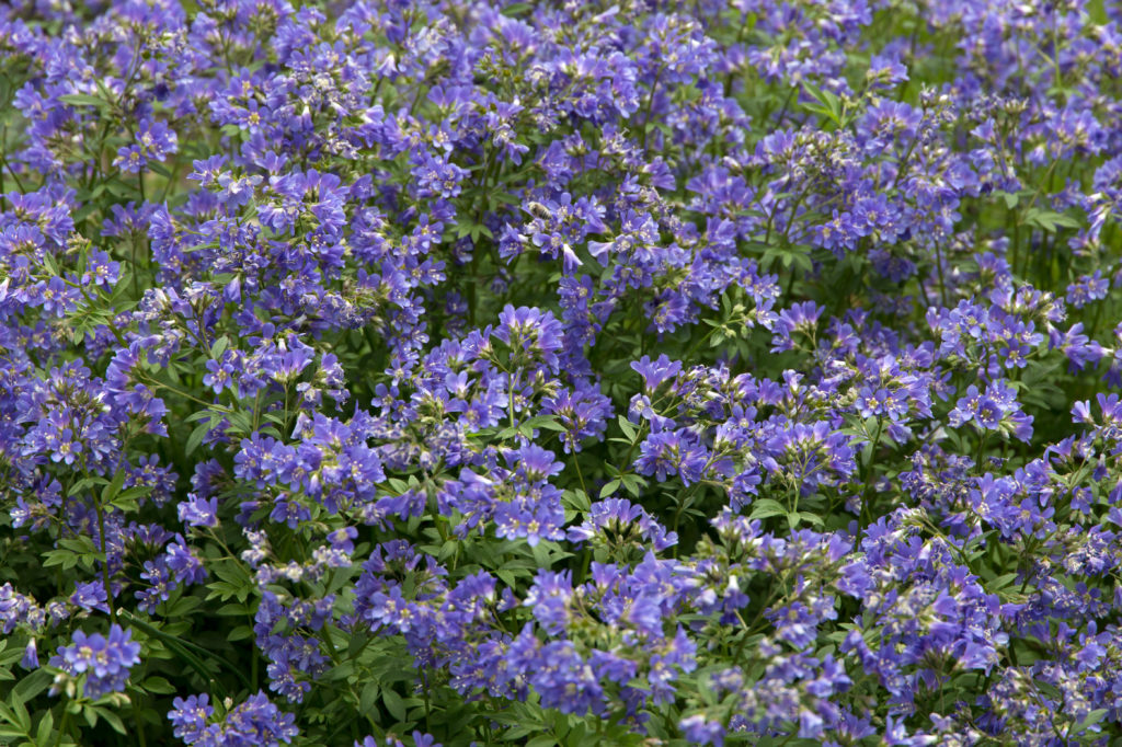 A Blanket of Small Purple Flowers