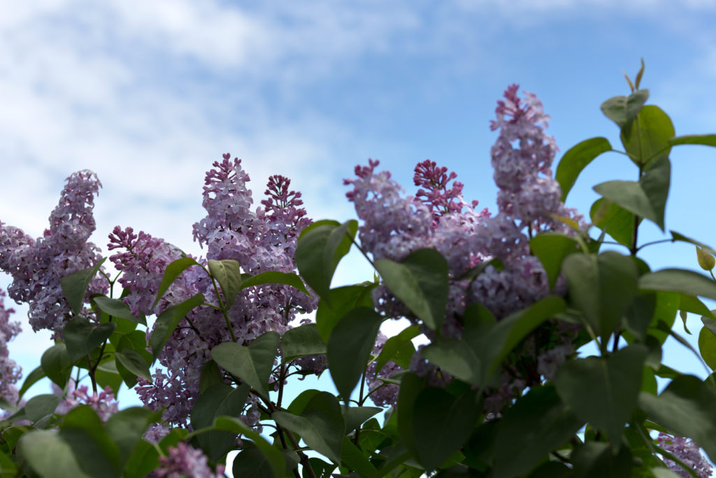 Lilacs Against a Summer Sky