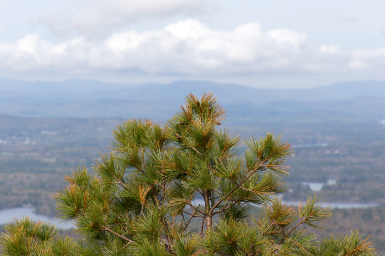 Rugged Pine Overlooking Valley