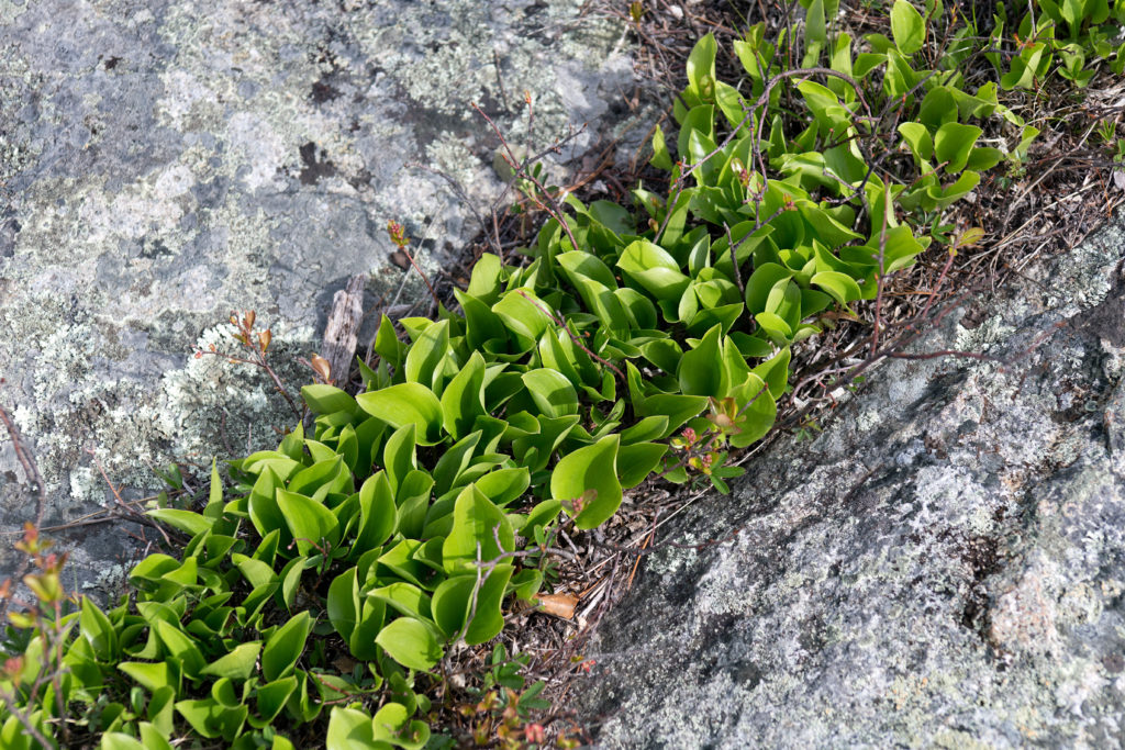 Plants Growing in Rock Crevice