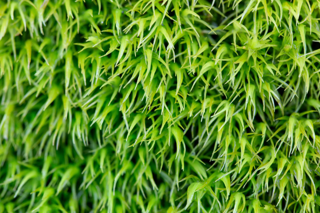 Macro Green Grass