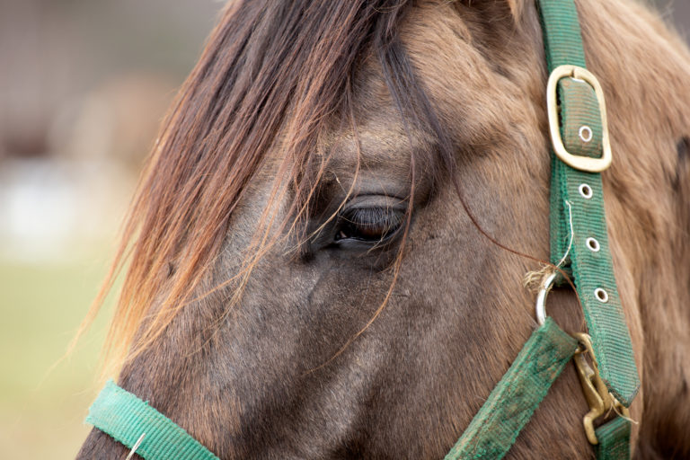 Close Up of a Brown Horse