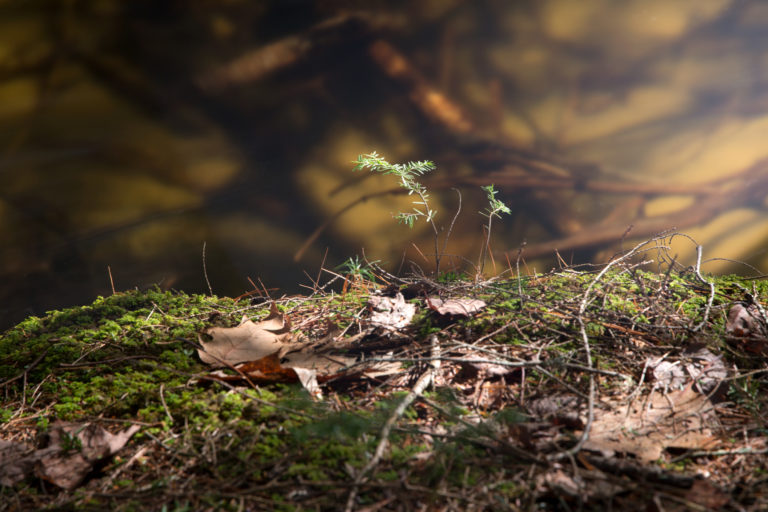 Fallen Leaves on Moss