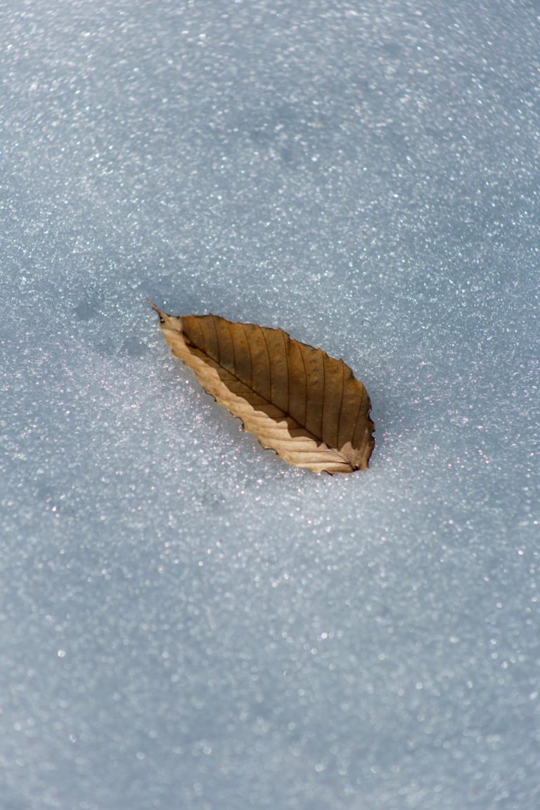 Dry Leaf on Snow