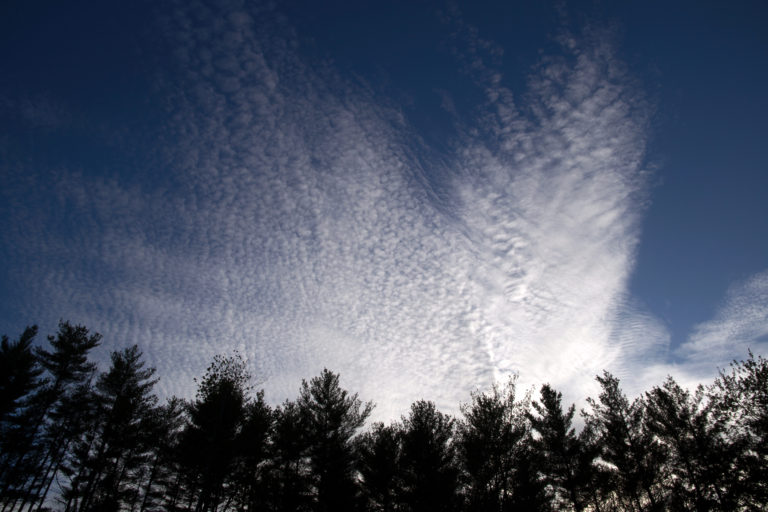 Soft Clouds Above Trees