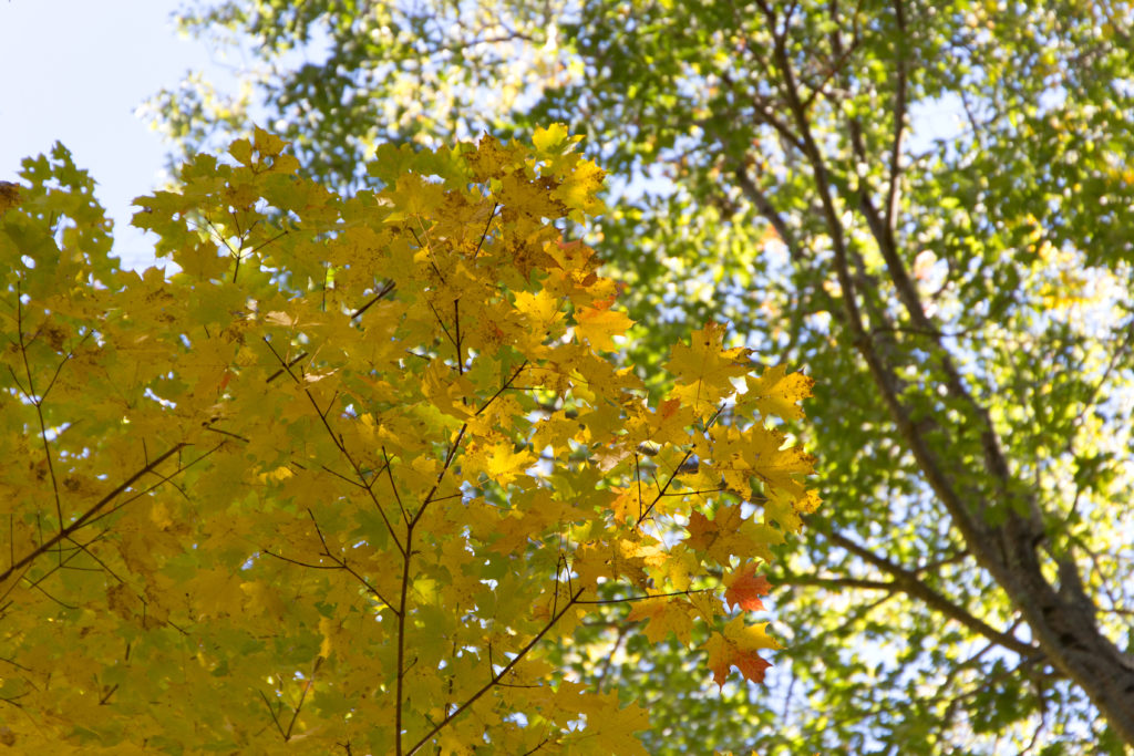 Autumn Tree Canopy