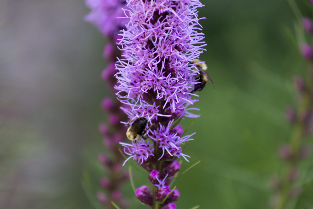 Liatris with Bumblebees
