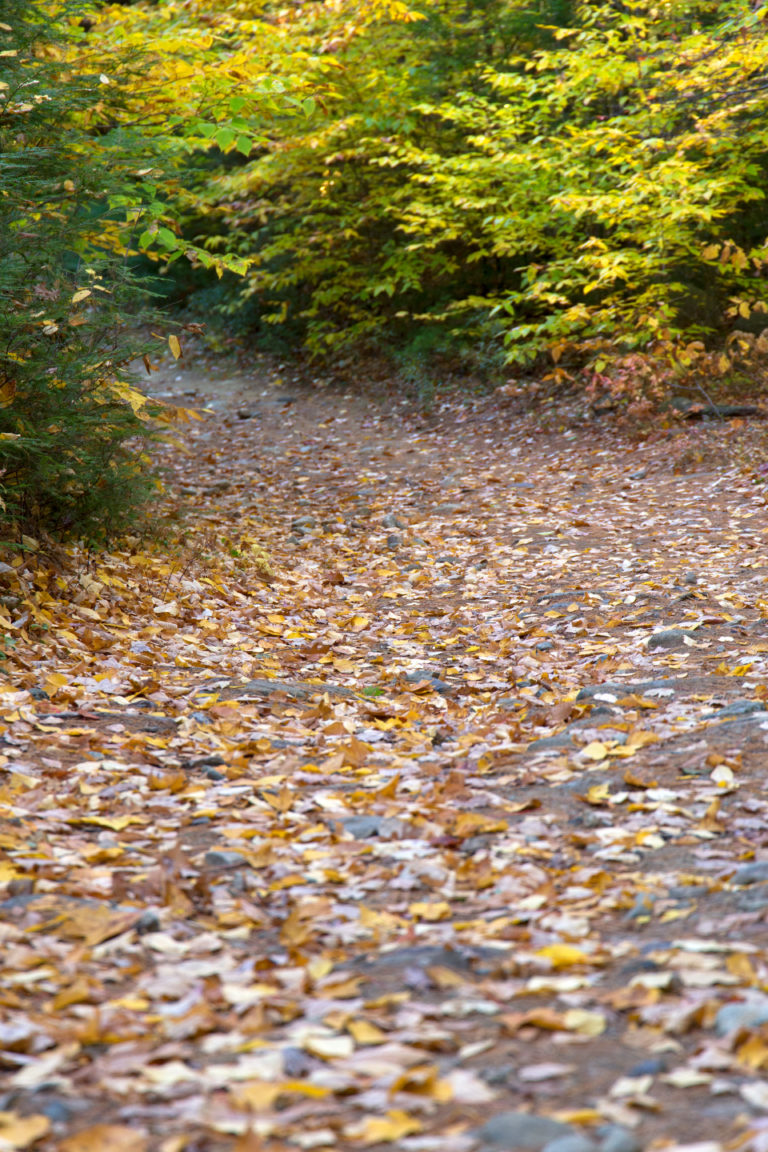 Leaf-Covered Path