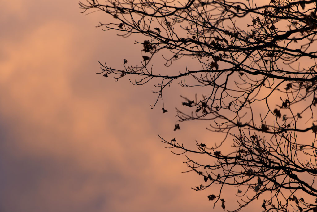 Tree Branch Silhouette Against a Grey Orange Sky