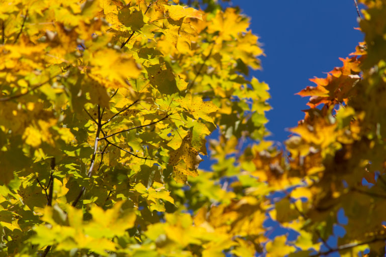 Bright Golden Leaves Against Bright Blue Sky
