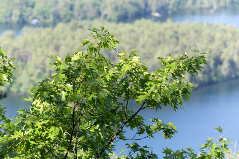 Green Treetop Against Lake Backdrop