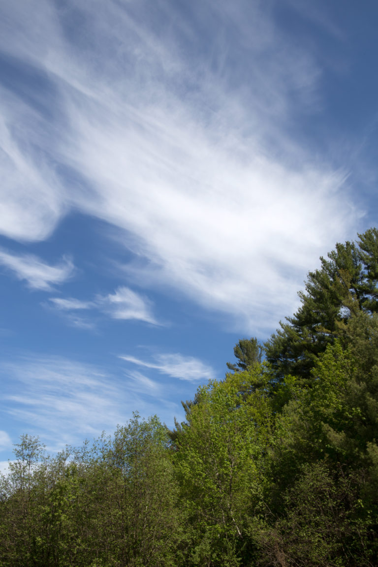 Clouds and Trees