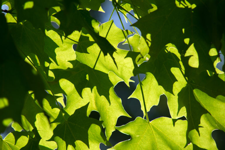 Layers of Maple Leaves