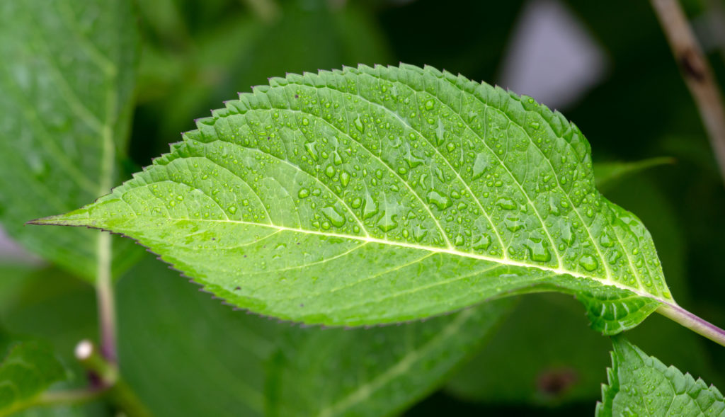 Dew on a Green Leaf