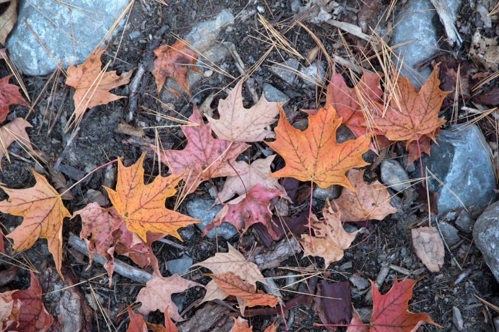 Autumn Leaves on the Ground
