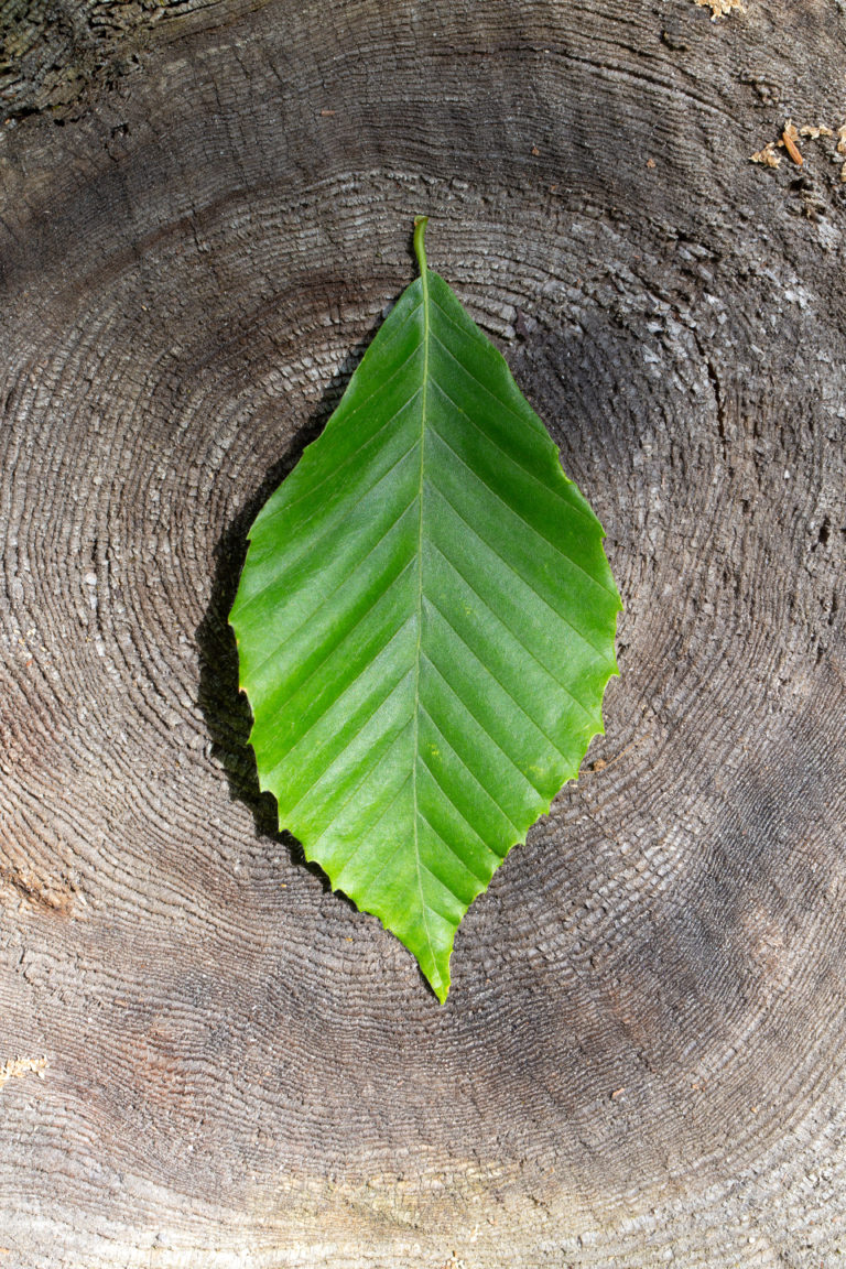 Green Beech Leaf