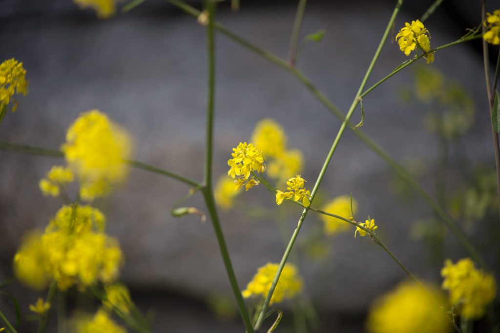 Small Yellow Flowers on Delicate Stems