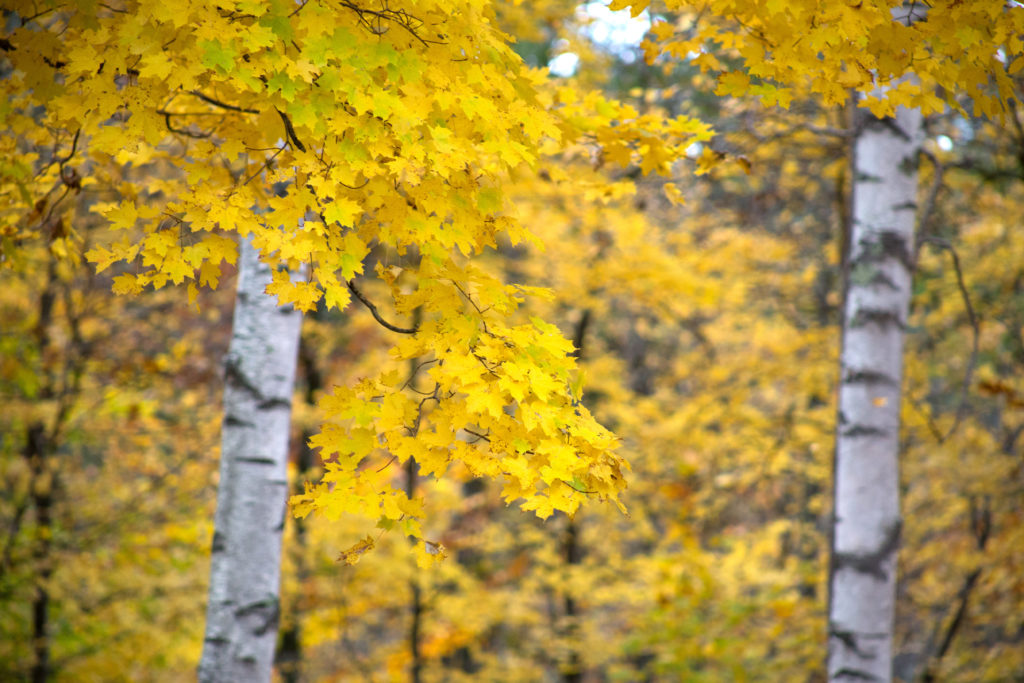 Birch Trees in Fall