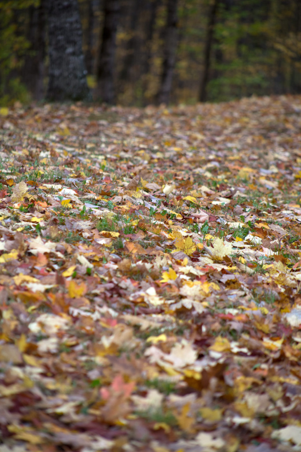 Blanket of Dry Fall Leaves