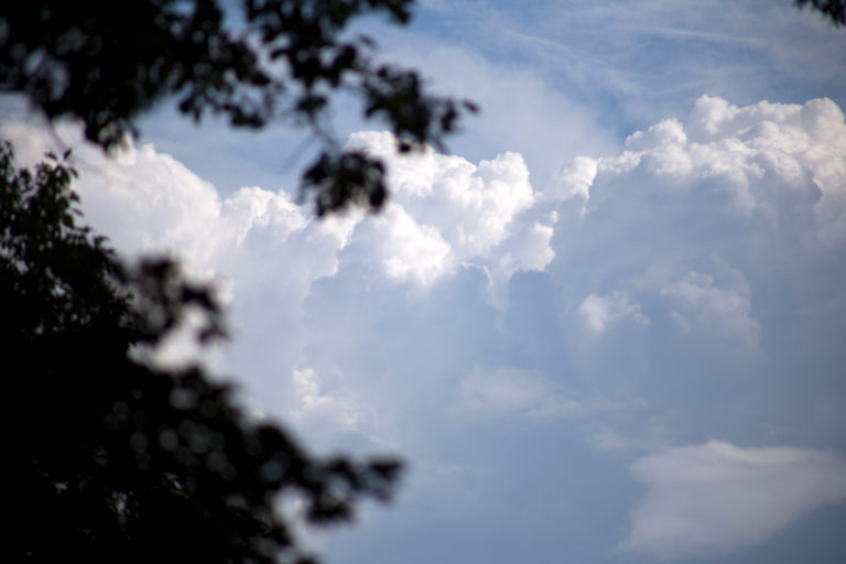 Looking Past Trees At Puffy White Clouds