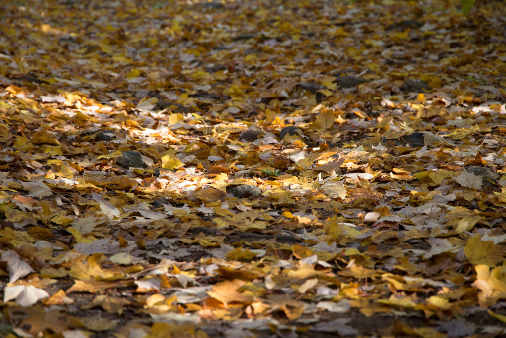 Blanket of Fallen Leaves