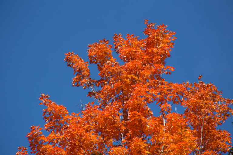 Vibrant Orange Treetop