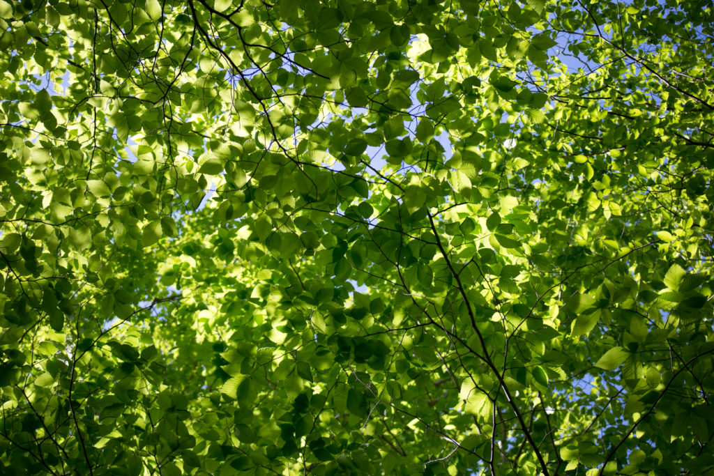Green Leaves in Sun