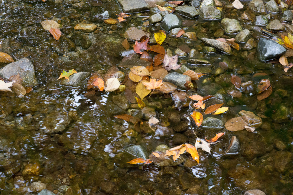 Fallen Leaves in Stream
