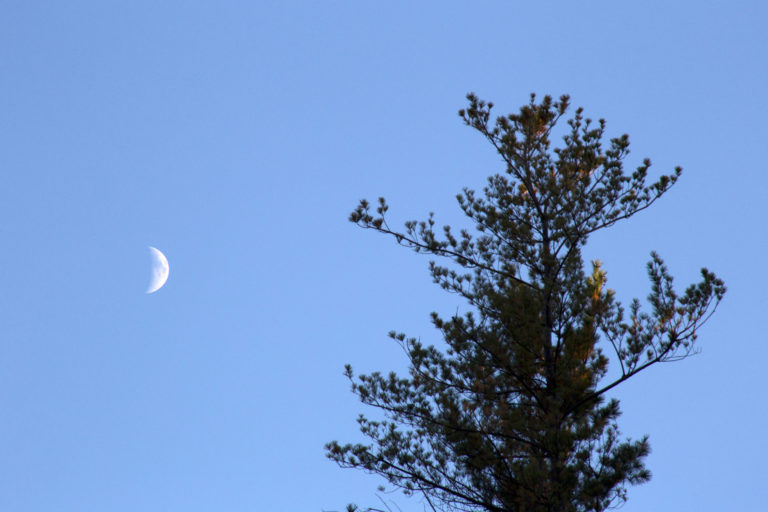 Crescent Moon and Top of Pine Tree