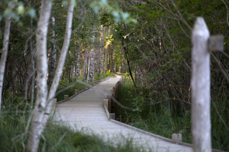 Boardwalk Path Through Woods