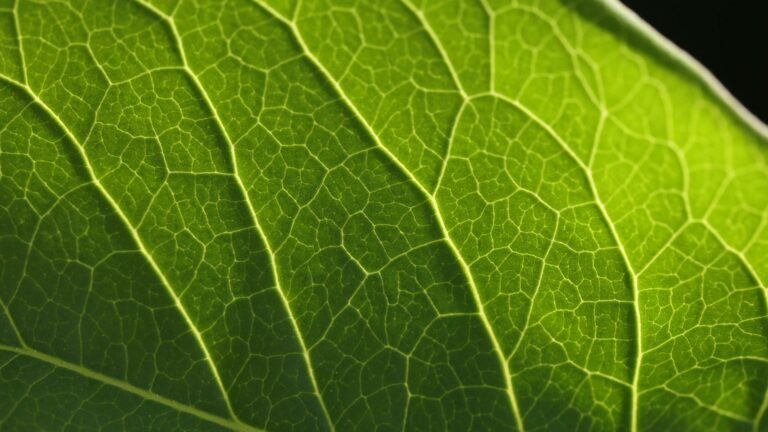 Illuminated Leaf Texture