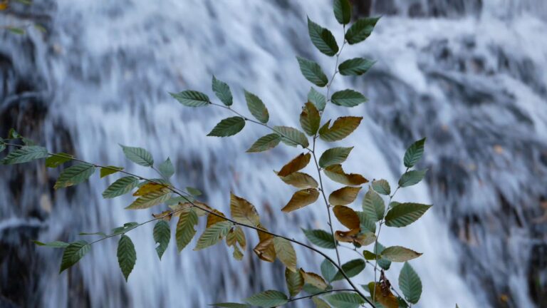 Leaves Dancing Before a Waterfall