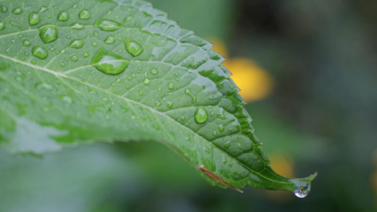 Rain Drops on a Leaf