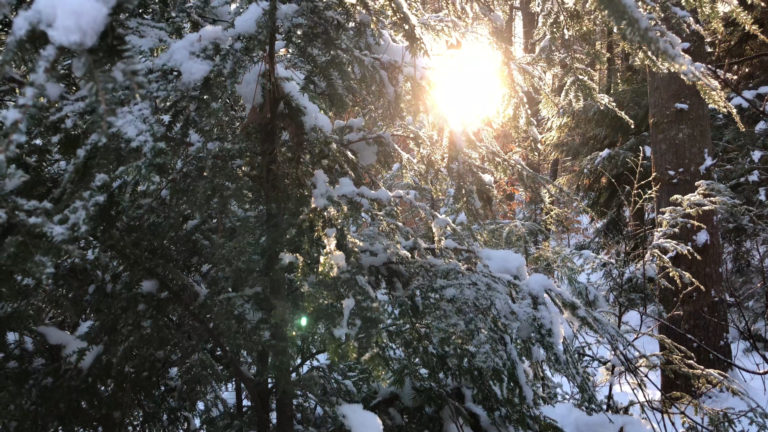 Fresh Winter Snow on Trees